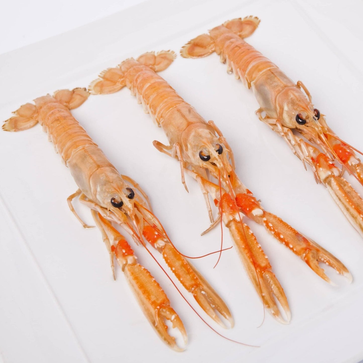 Langostino