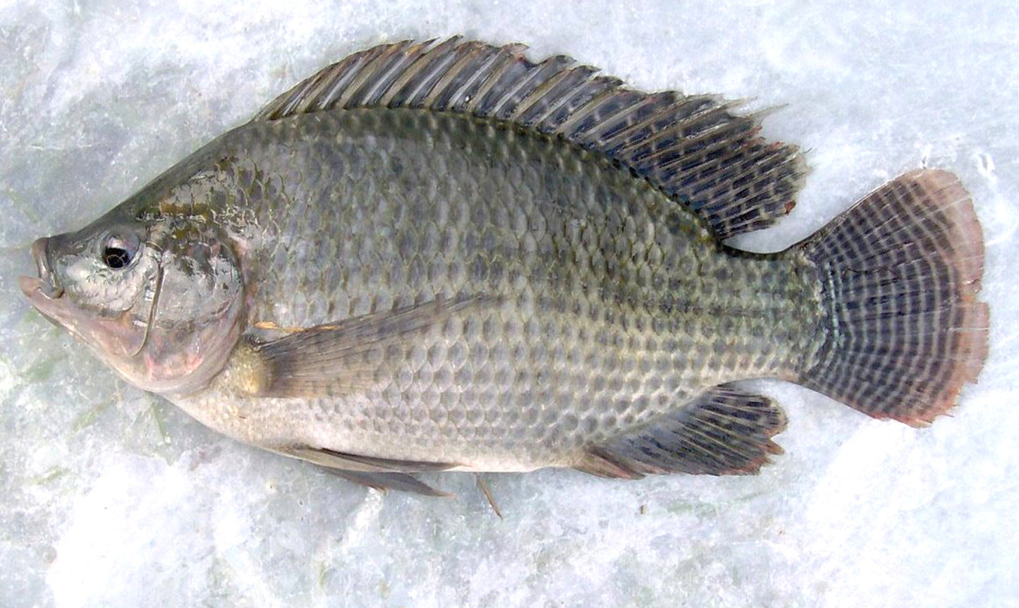 Mojarra