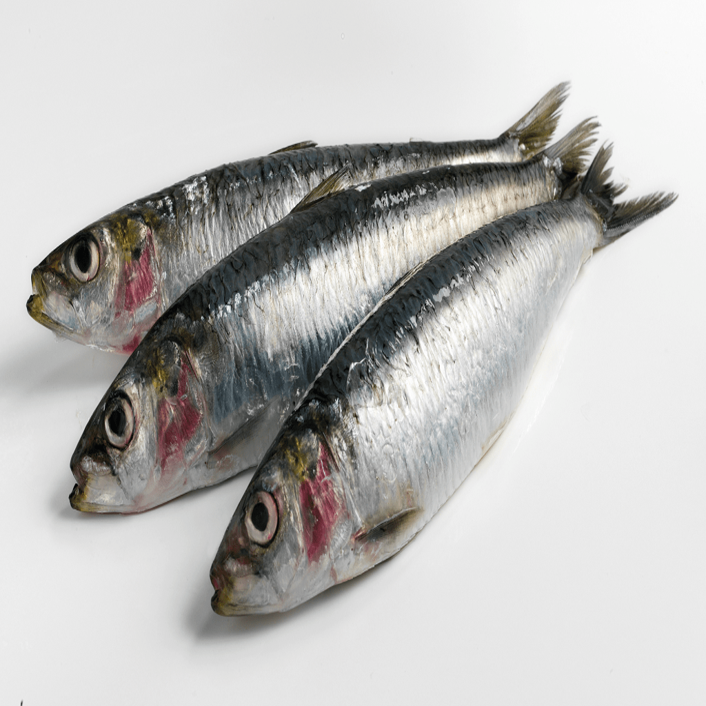 Sardinas