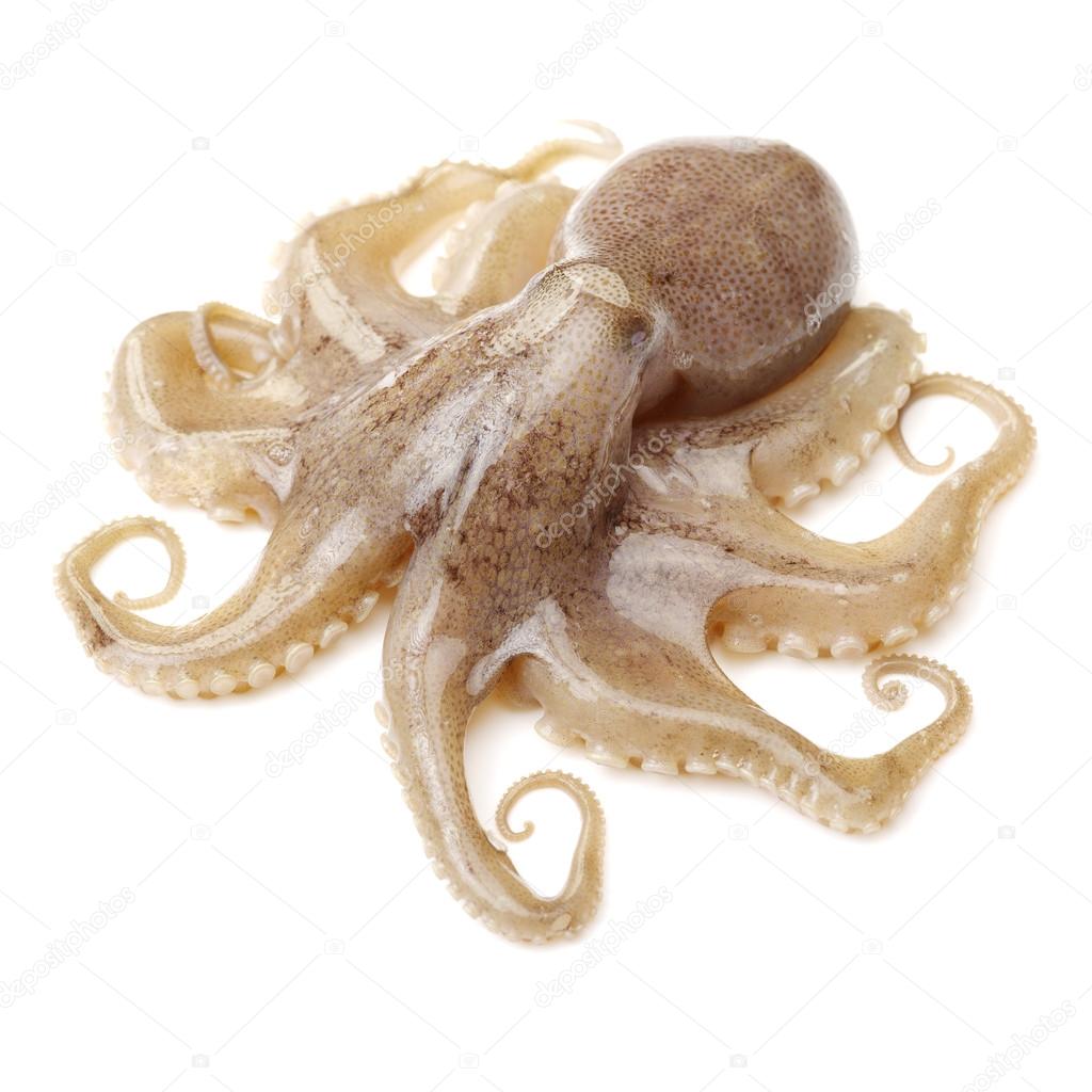 Pulpo